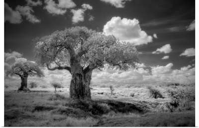 Africa, Tanzania, Ancient Baobab Trees, Dot The Landscape In This Infrared View