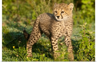 Africa. Tanzania. Cheetah Cub At Ndutu In The Ngorongoro Conservation Area.
