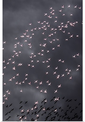 Africa, Tanzania, Flock Of Flamingos Flying Above Salt Waters Of Lake Natron