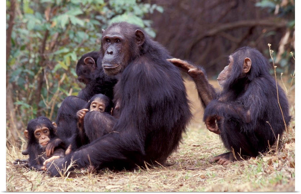 Africa, Tanzania, Gombe NP Infant female chimpanzee (Pan troglodytes) grooms her mother.