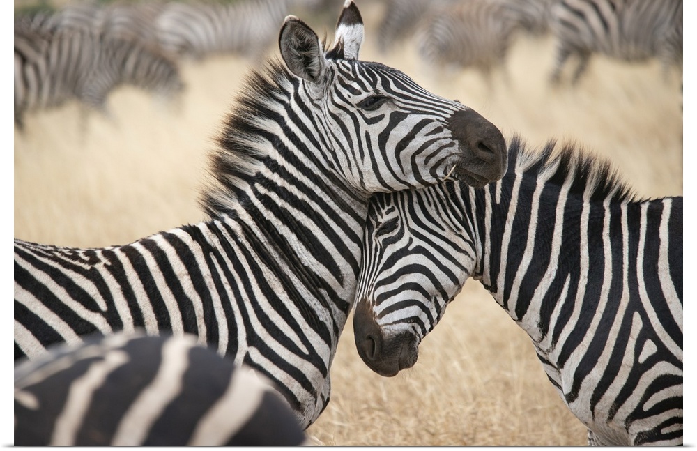 Africa, Tanzania. Loving zebras nuzzle in the Serengeti. Africa, Tanzania.