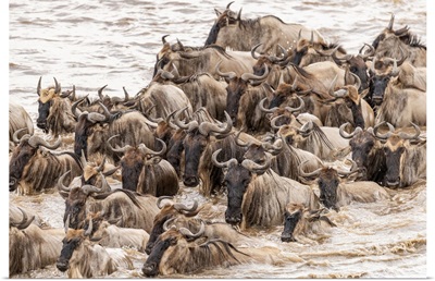 Africa, Tanzania, Serengeti National Park, Wildebeests Crossing Mara River
