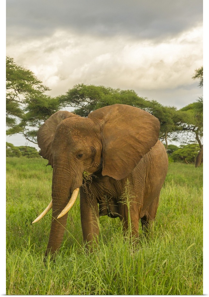Africa, Tanzania, Tarangire national park. African elephant close-up.