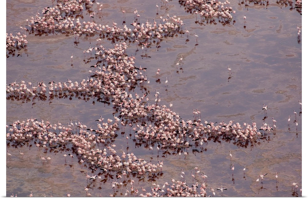Africa, Tanzania, aerial view of vast flock of lesser flamingos (Phoenicoparrus Minor) nesting in shallow salt waters of l...