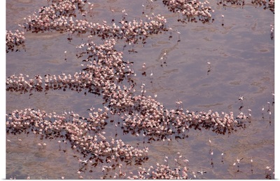 Africa, Tanzania, Vast Flock Of Flamingos Nesting In Shallow Salt Waters Of Lake Natron