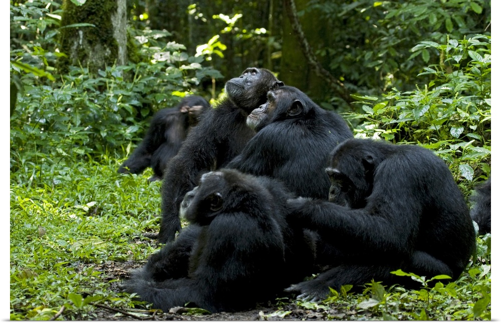 Africa, Uganda, Kibale National Park, Ngogo Chimpanzee Project.  Chimpanzee males are attracted to an estrous female resti...
