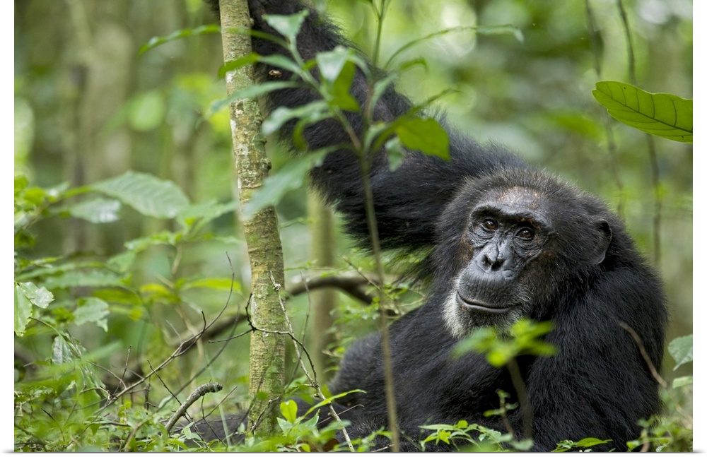 Africa, Uganda, Kibale National Park, Ngogo Chimpanzee Project. A wild male chimpanzee stares, his face relaxed.--
