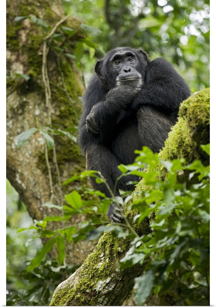 Africa, Uganda, Kibale National Park, Ngogo Chimpanzee Project. A relaxed female chimpanzee sits aloft in a mossy tree loo...