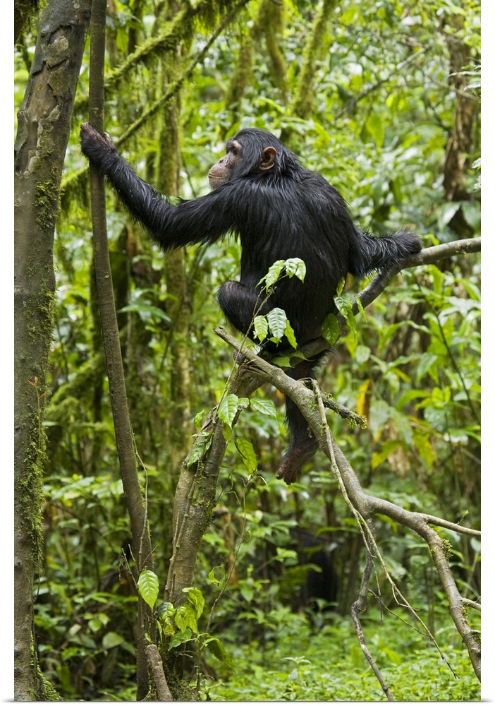 Africa, Uganda, Kibale National Park, Ngogo Chimpanzee Project.  A young chimpanzee wet with rain sits in a tree waiting f...