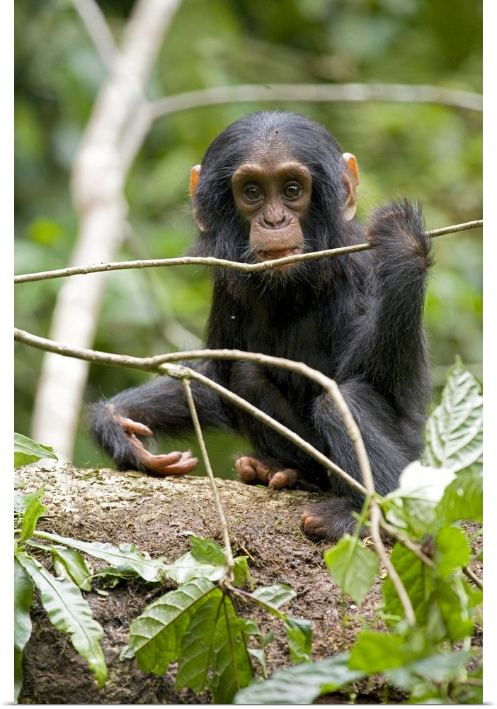 Africa, Uganda, Kibale National Park, Ngogo Chimpanzee Project. A playful and curious infant chimpanzee grips and chews a ...