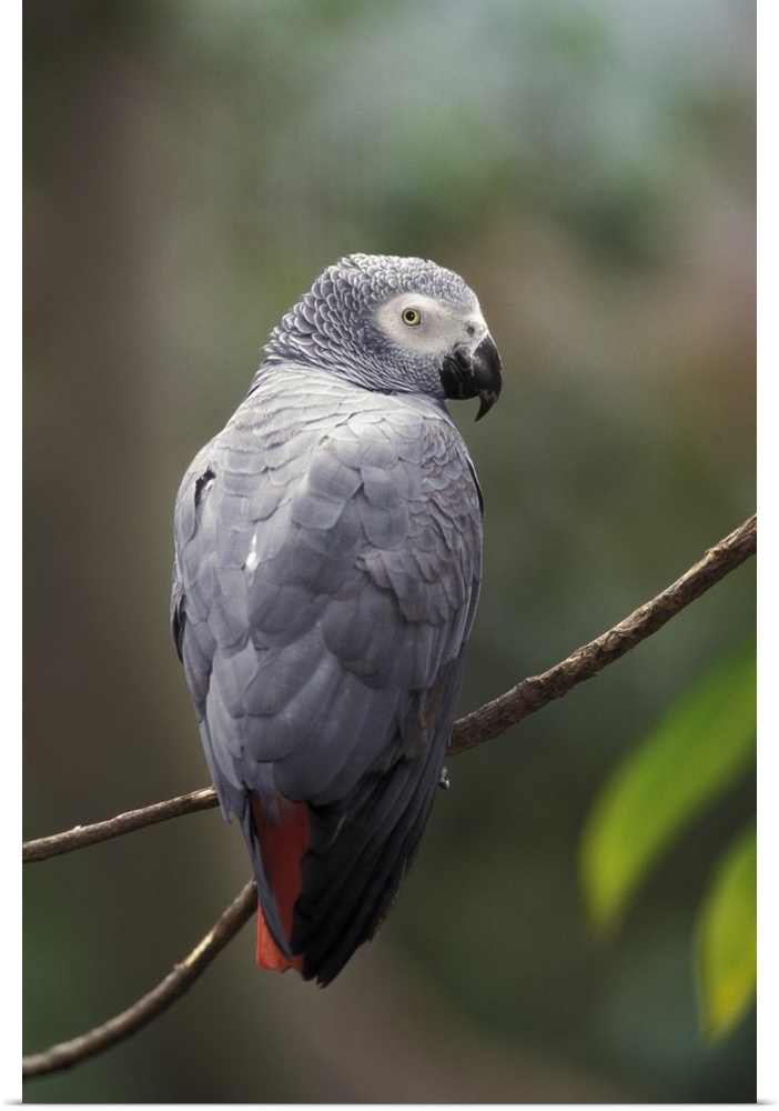 African Gray Parrot (Psittacua erithacus)