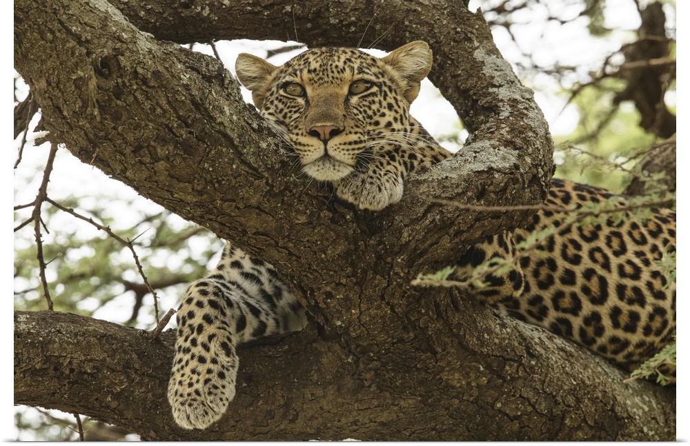 African leopard in tree, Panthera pardus Pardus, Serengeti national park, Tanzania, Africa.