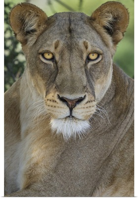 African lion, Mashatu Reserve, Botswana