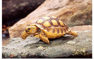 African Spur-thighed Tortoise, Geochelone sulcata, Native to Africa