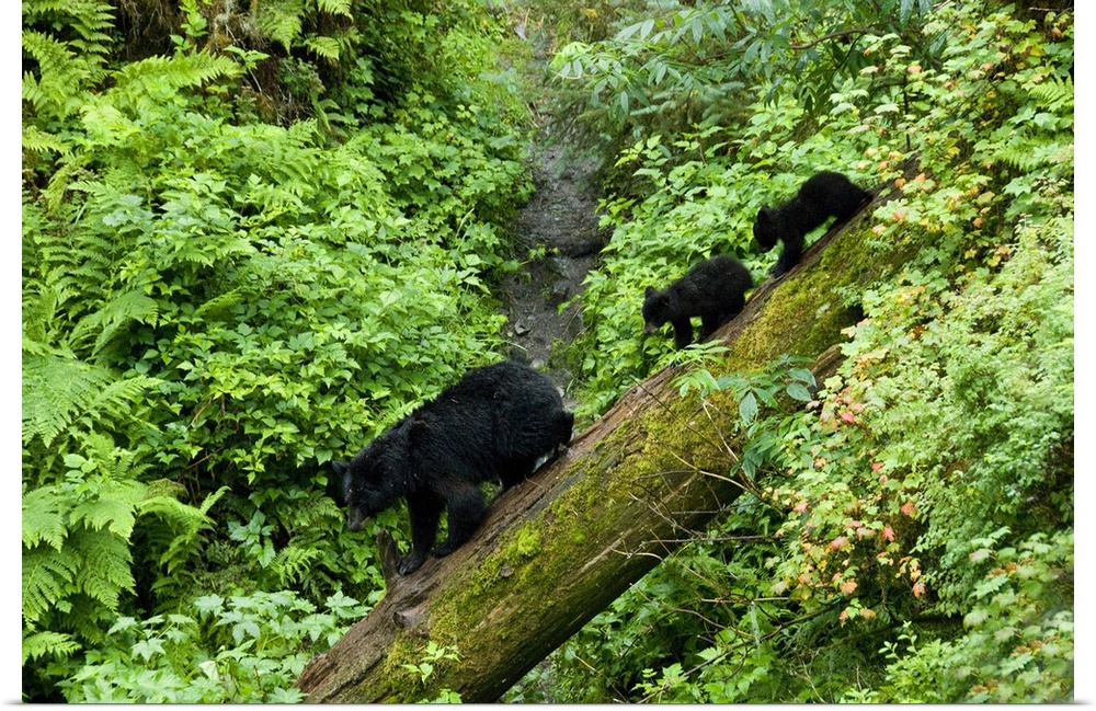 USA, Alaska. Black bear cubs follow mother on log.