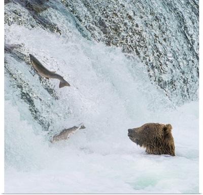 Alaska, Brooks Falls, Grizzly Bear At The Base Of The Falls Watching Fish Jump