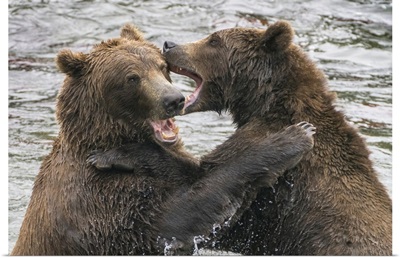Alaska, Brooks Falls, Two Young Grizzly Bears Playing