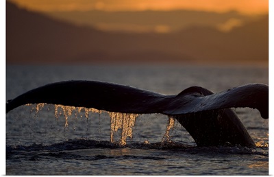 Alaska, Close-up of Humpback Whale raising its tail while diving in Icy Strait at sunset