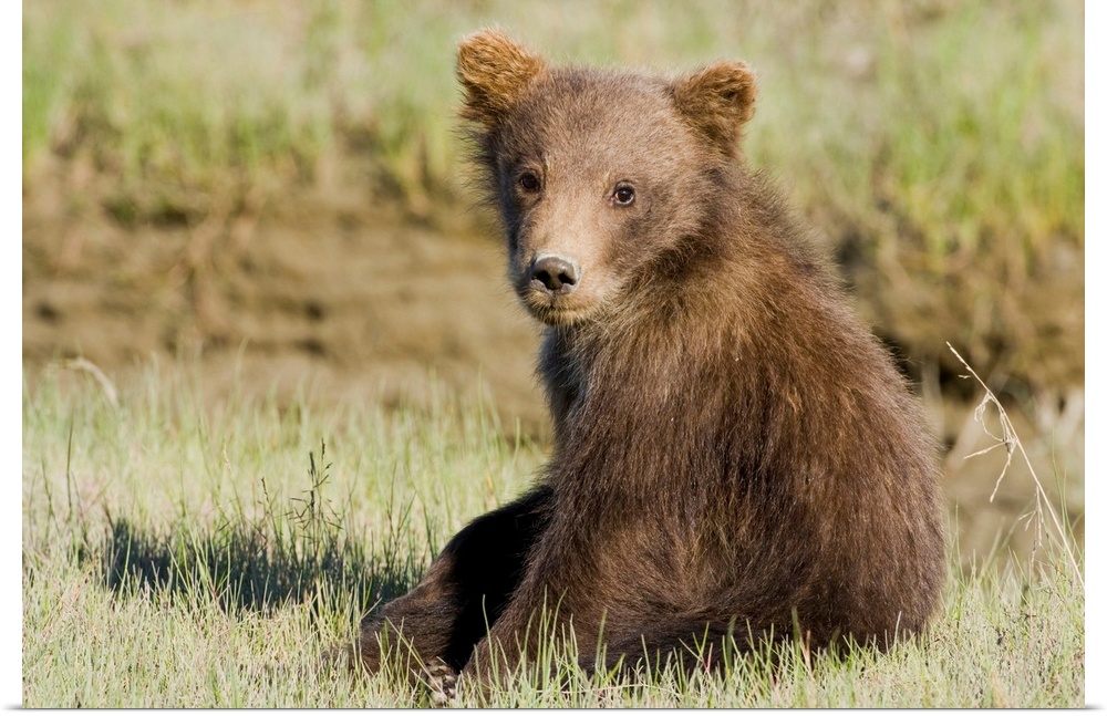 USA. Alaska. Coastal Brown Bear cub at Silver Salmon Creek, Lake Clark NP.