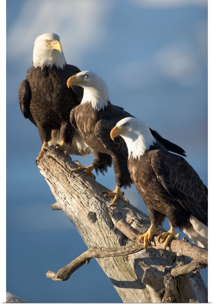 Alaska, Homer, Bald Eagles (Haliaeetus leucocephalus) roost on driftwood perch along Kachemak Bay on a winter morning.