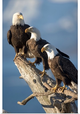 Alaska, Homer, Bald Eagles roost on driftwood perch along Kachemak Bay