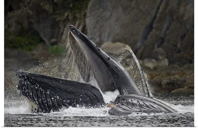 Alaska, Hoonah, Humpback Whale lunging from water while bubble net feeding