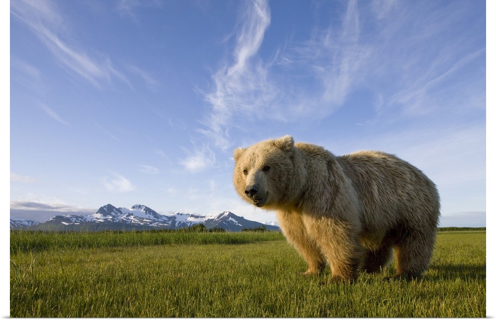 USA, Alaska, Katmai National Park, Brown Bear (Ursus arctos) standing in meadow along Hallo Bay at sunset.