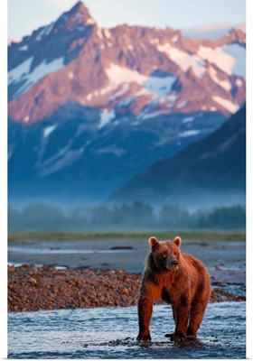Alaska, Katmai National Park, Grizzly Bear beneath coastal mountains along Kukak Bay