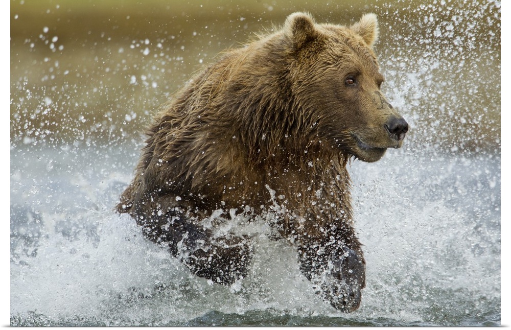 USA, Alaska, Katmai National Park, Grizzly Bear (Ursus arctos) runs while fishing for spawning salmon along Kukak Bay on l...