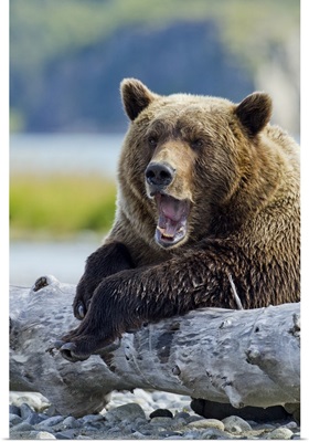 Alaska, Katmai National Park, Grizzly Bear yawns while resting on old tree trunk