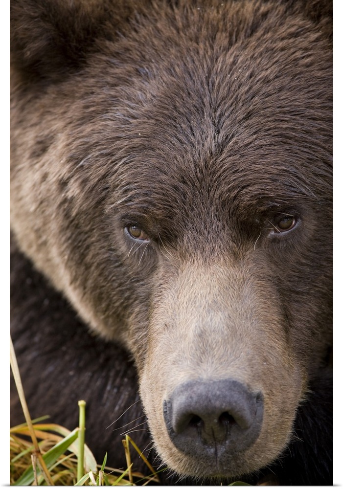 USA, Alaska, Katmai National Park, Kinak Bay, Brown Bear (Ursus arctos) close-up portrait while resting along salmon strea...