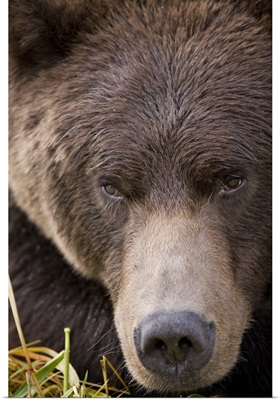 Alaska, Katmai National Park, Kinak Bay, Brown Bear portrait