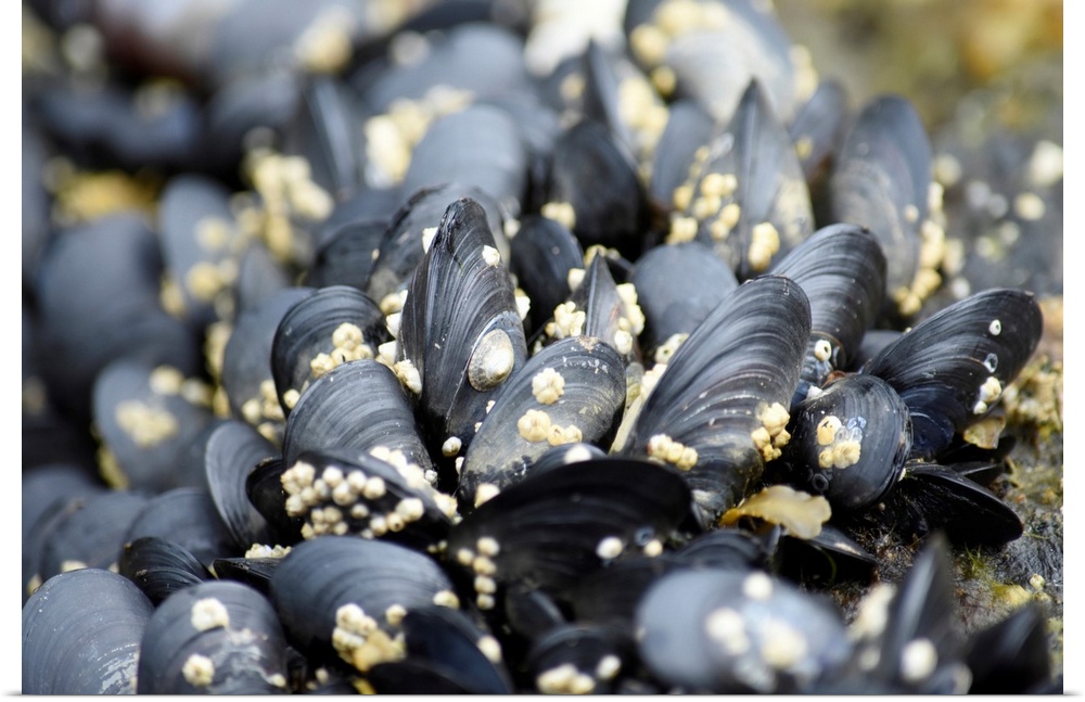 Alaska, Ketchikan, mussels on beach with barnacles.