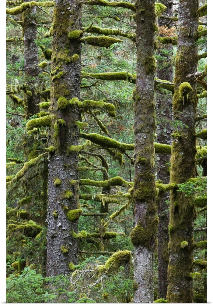 Alaska, Southwest Kodiak Island. Kodiak, Pacific Fir Trees and Moss, Fort Abercrombie State Historical Park.