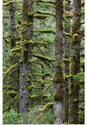 Alaska, Kodiak Island, Pacific Fir Trees, Fort Abercrombie State Historical Park