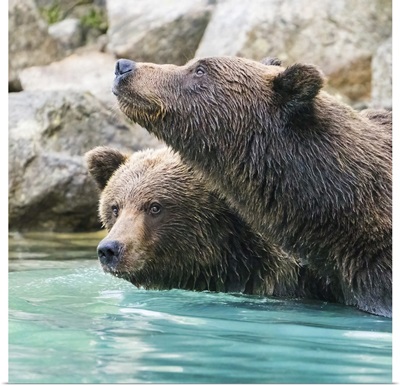 Alaska, Lake Clark, Headshots Of Two Grizzly Bears Swimming
