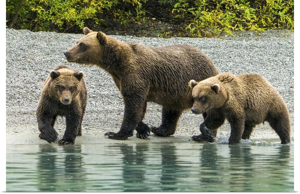 Alaska, Lake Clark, Mom And Two Cubs Walking Along The Shoreline