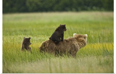 Alaska, Lake Clark National Park, a mother grizzly and her cubs in the meadow