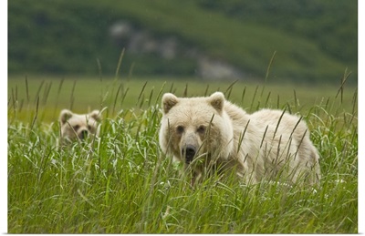 Alaska, Lake Clark National Park, blonde grizzly bear sow and partially hidden cub