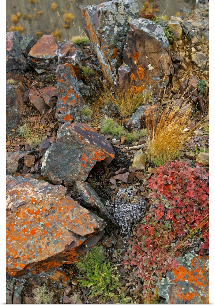 Lichen covers rocks near Polychrome Pass in Denali National Park, Alaska.