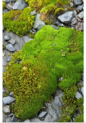 Alaska, moss covers glaciated rock at Exit Glacier in Kenai Fjords National Park