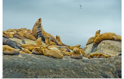 Alaska, Steller Sea Lions relaxing on a rock in Glacier Bay National Park and Preserve
