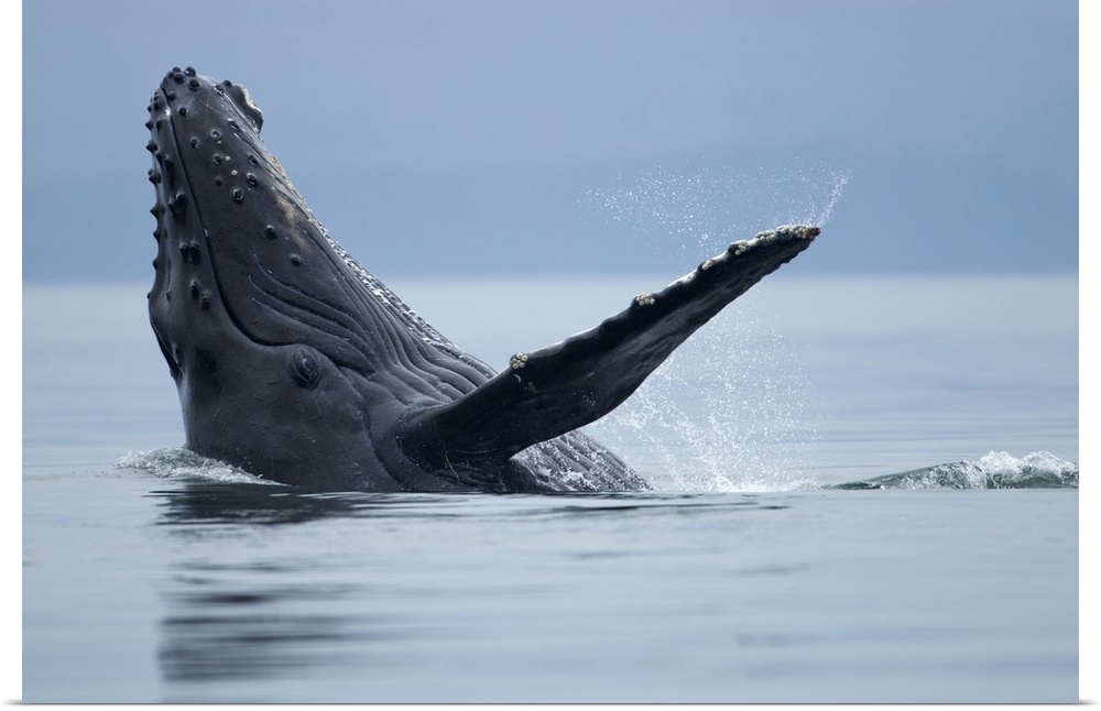 USA, Alaska, Tongass National Forest, Young Humpback Whale (Megaptera novaengliae) makes eye contact while splashing on it...