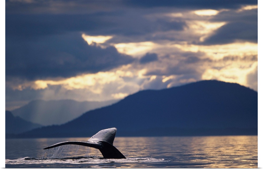 Alaska, Tongass National Forest, tail flukes of Humpback Whale (Megaptera novaengliae) sounding in Frederick Sound