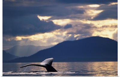 Alaska, Tongass National Forest, tail flukes of Humpback Whale in Frederick Sound