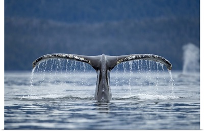Alaska, Tongass National Forest, water pouring from Humpback Whale tail, Frederick Sound