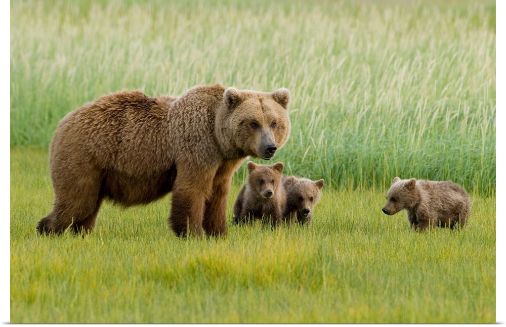 Alaskan Brown Bear Sow and three Cubs, Ursus Middendorffi, grazing in meadow, feeding on grass, Katmai National Park, Alaska.
