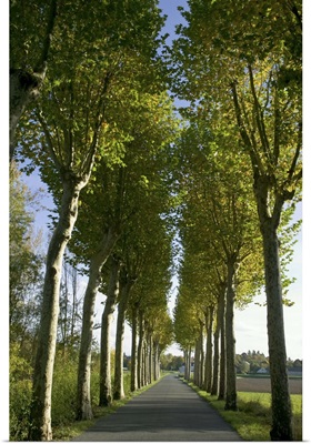 Alley of plane trees along road in the Indre-et-Loire, Loire Valley, France