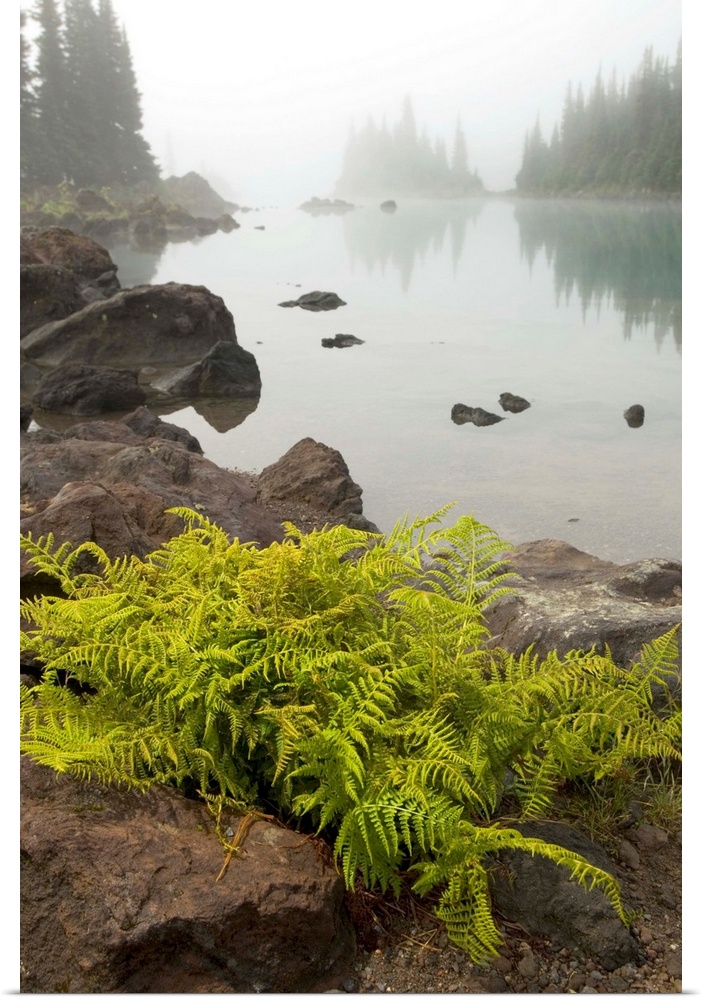 Alpine lady fern, Athyrium alpestre, growing among volcanic rock on the Battleship Islands in the glacial Garibaldi Lake, ...