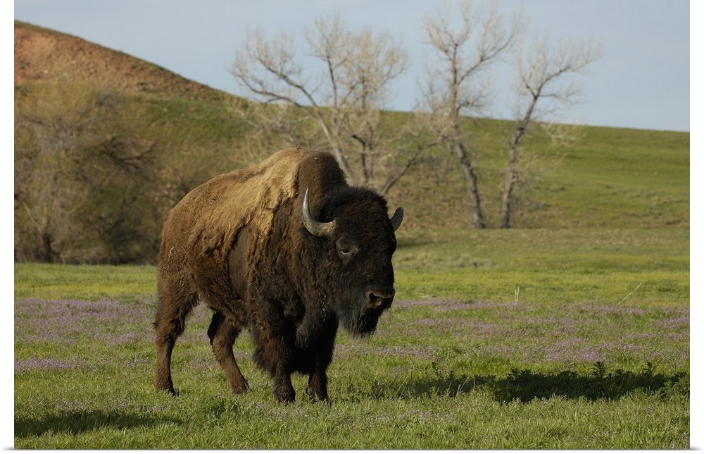 American Bison 'Buffalo' (Bison bison) - Male.From private herd. Durham Ranch. Campbell County. Wyoming State. USA